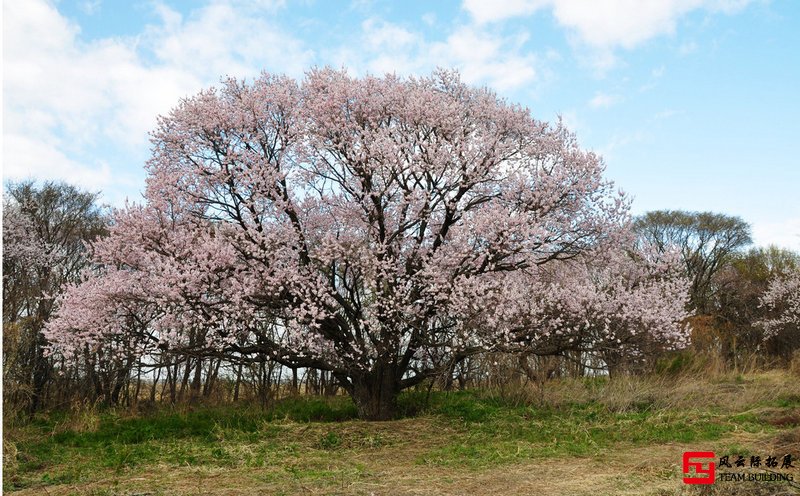 北京延慶團(tuán)建春游踏青好去處推薦八：新莊堡萬畝杏花林