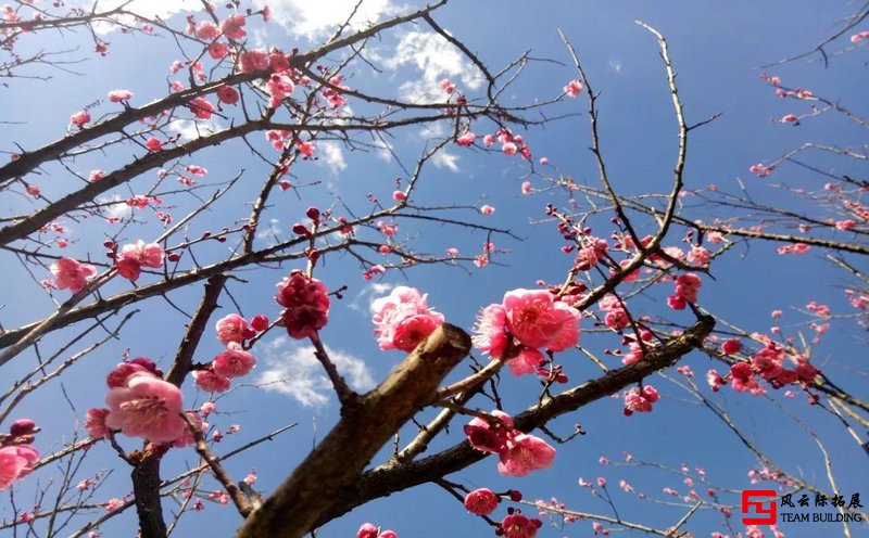 梅花山團建