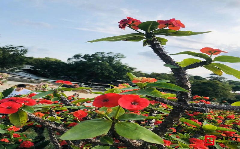 東莞松山湖夢幻百花洲生態(tài)園團(tuán)建